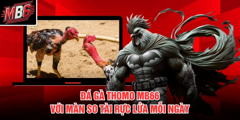 Đá Gà Thomo MB66 - Trực Tiếp Đấu Trường Campuchia 2 Đá gà Thomo MB66 với màn so tài rực lửa mỗi ngày