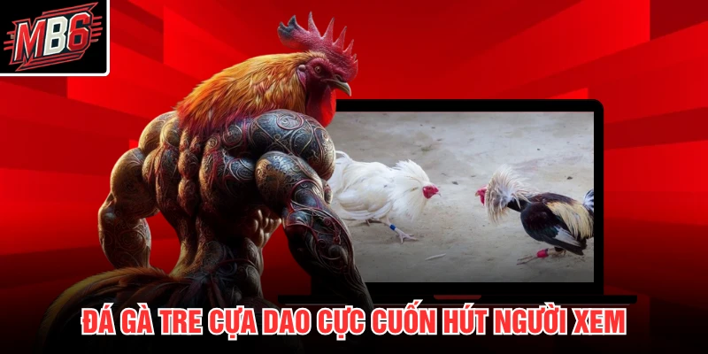 Đá Gà Cựa Dao MB66 3 Đá gà tre cựa dao cực cuốn hút người xem