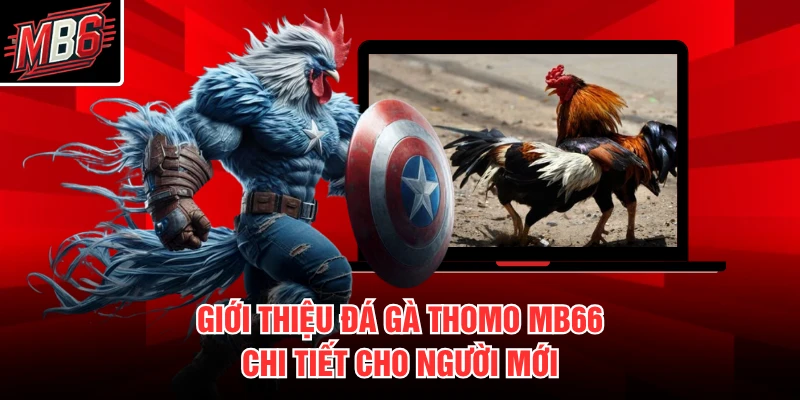 Đá Gà Thomo MB66 - Trực Tiếp Đấu Trường Campuchia 1 Giới thiệu đá gà Thomo MB66 chi tiết cho người mới