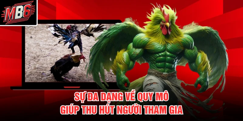 Đá Gà Cựa Dao MB66 2 Sự đa dạng về quy mô giúp thu hút người tham gia