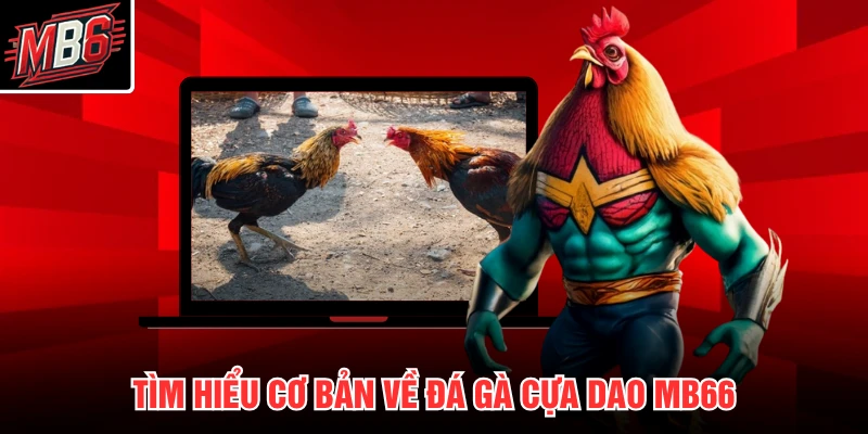 Đá Gà Cựa Dao MB66 1 Tìm hiểu cơ bản về đá gà cựa dao MB66