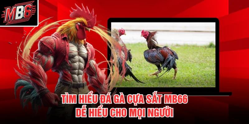 Đá Gà Cựa Sắt MB66 1 Tìm hiểu đá gà cựa sắt MB66 dễ hiểu cho mọi người